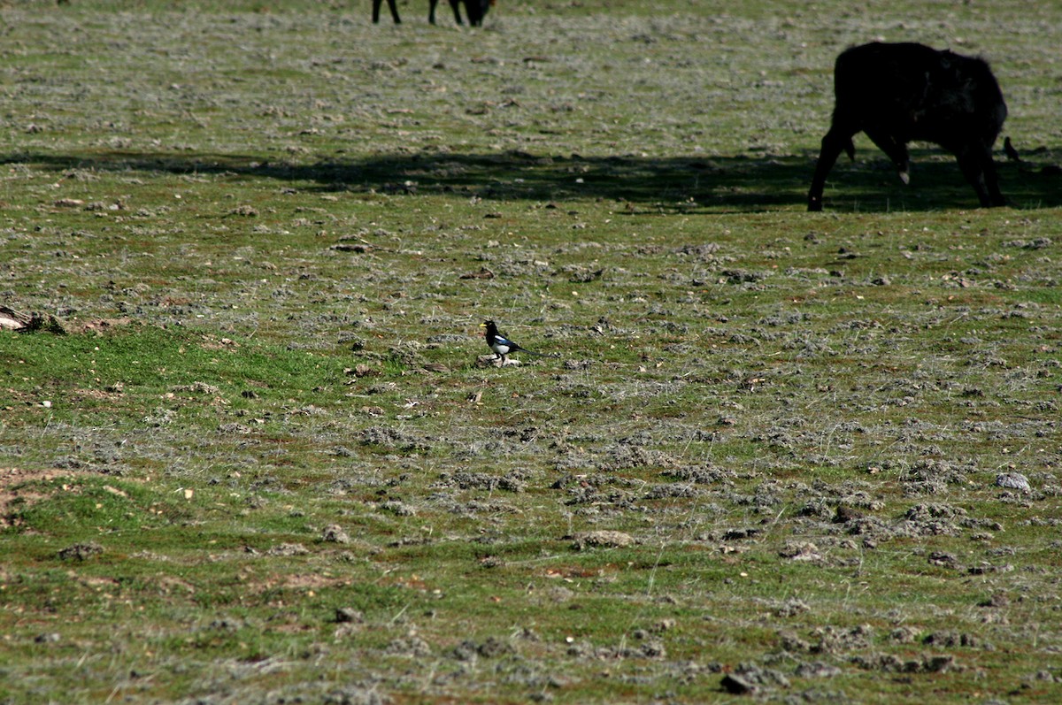 Yellow-billed Magpie - ML400765861
