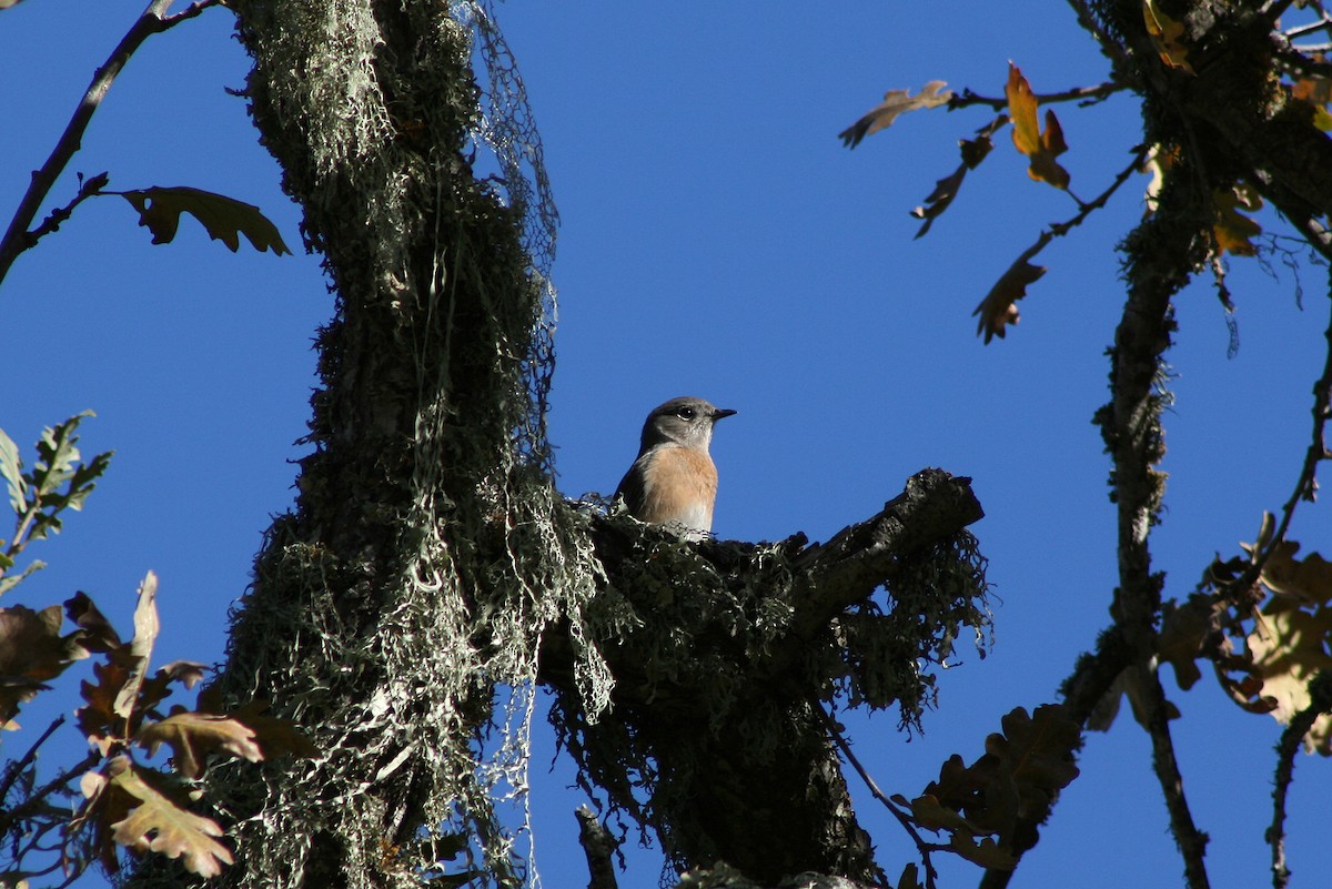 Western Bluebird - ML400765881