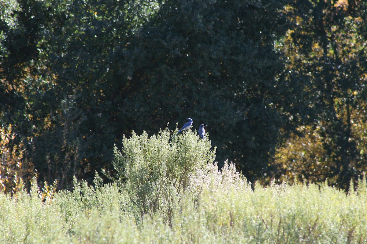 California Scrub-Jay - ML400765971
