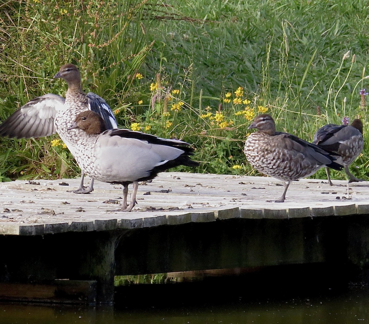 Maned Duck - ML400768641