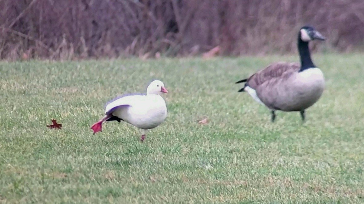 Ross's Goose - ML400769821