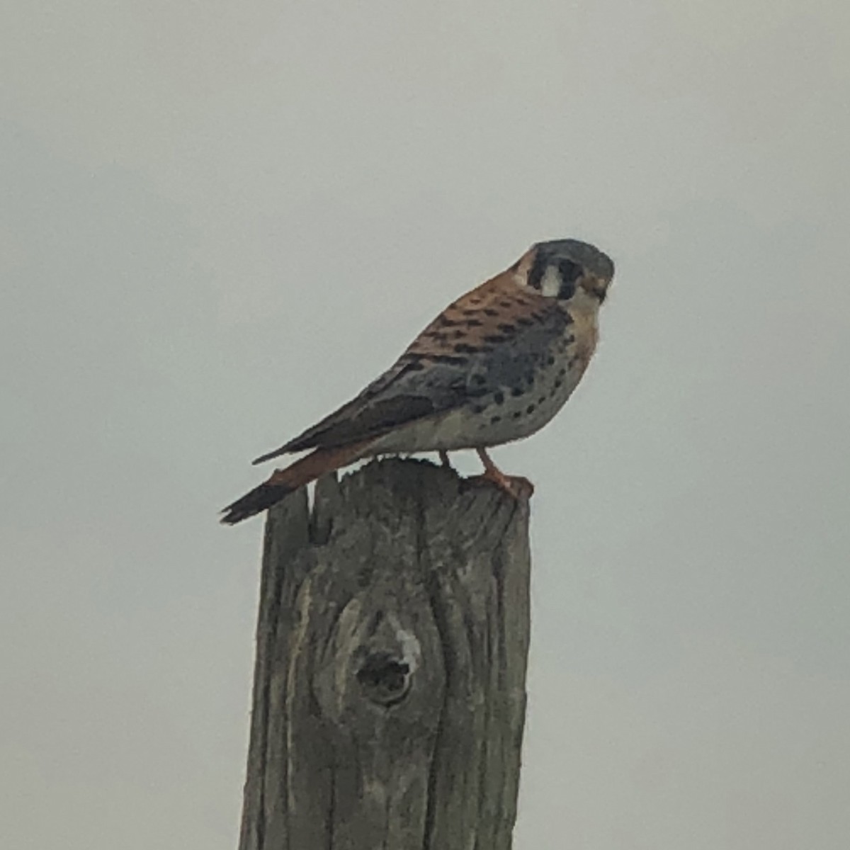 American Kestrel - ML400770531