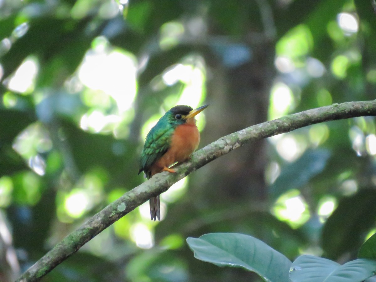 Yellow-billed Jacamar (Yellow-billed) - Arthur Gomes