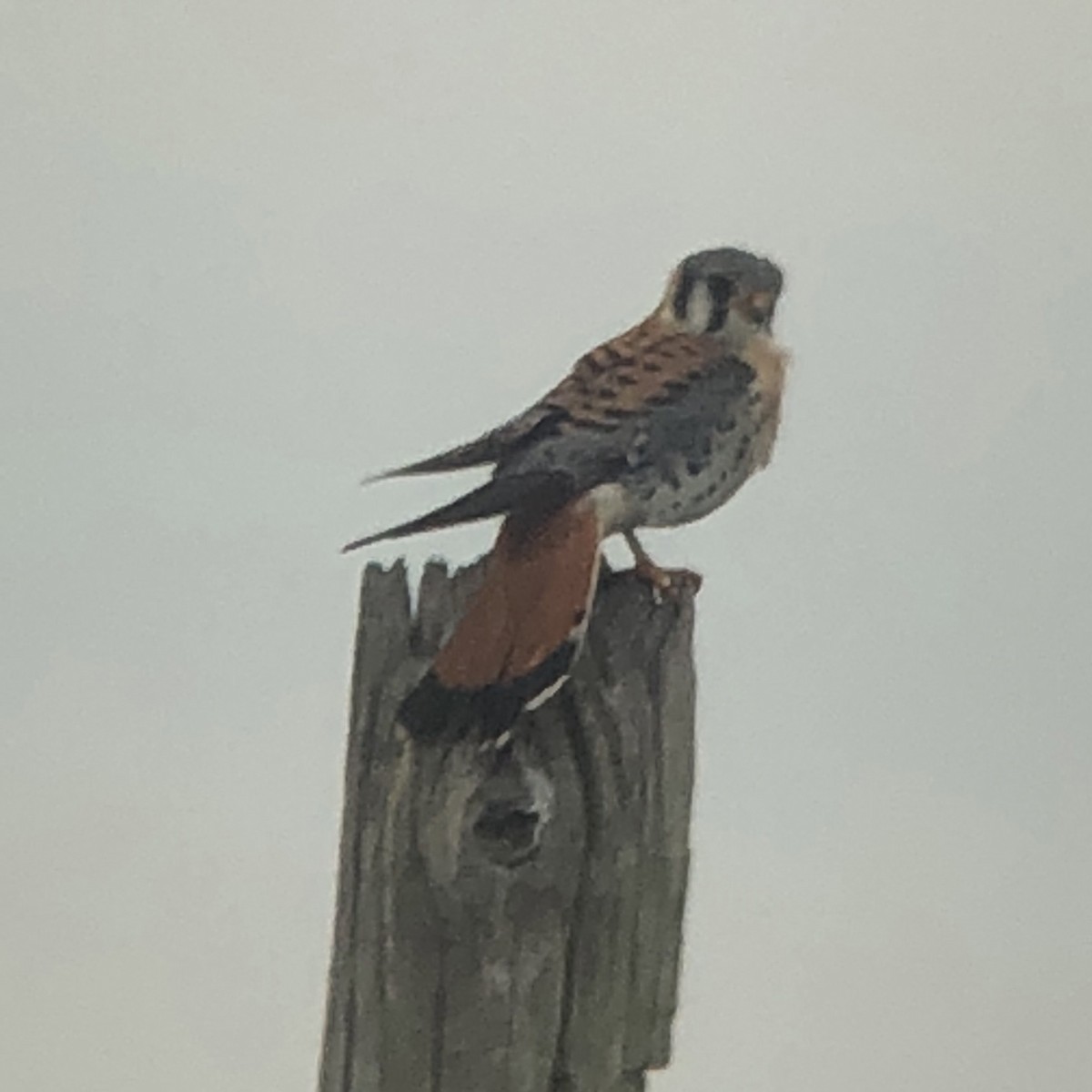 American Kestrel - ML400770771