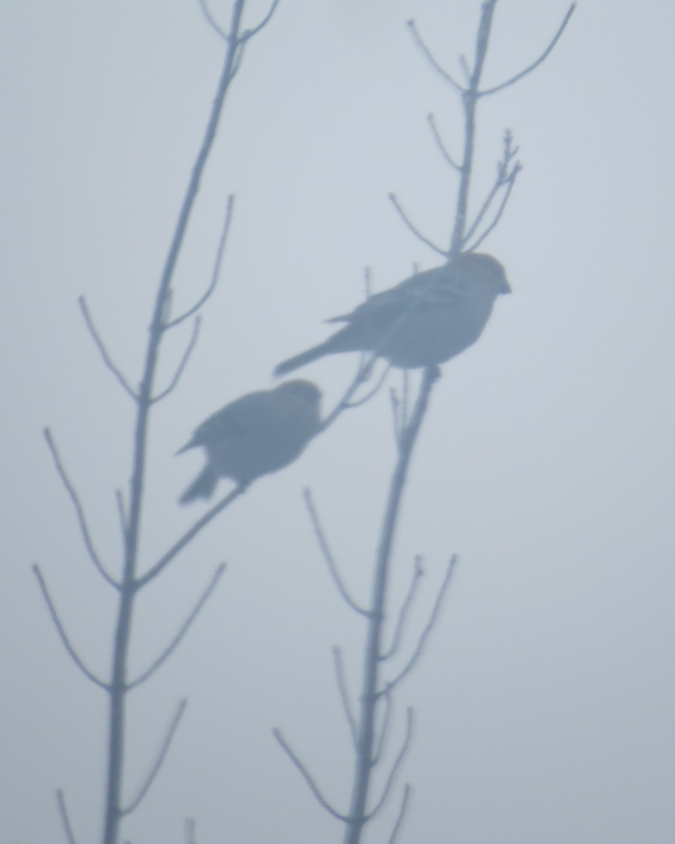 Pine Grosbeak - ML400771321