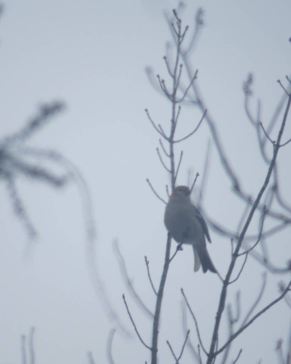 Pine Grosbeak - ML400771661