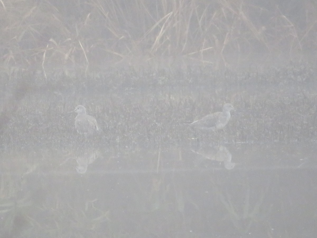 Greater Yellowlegs - ML400772151