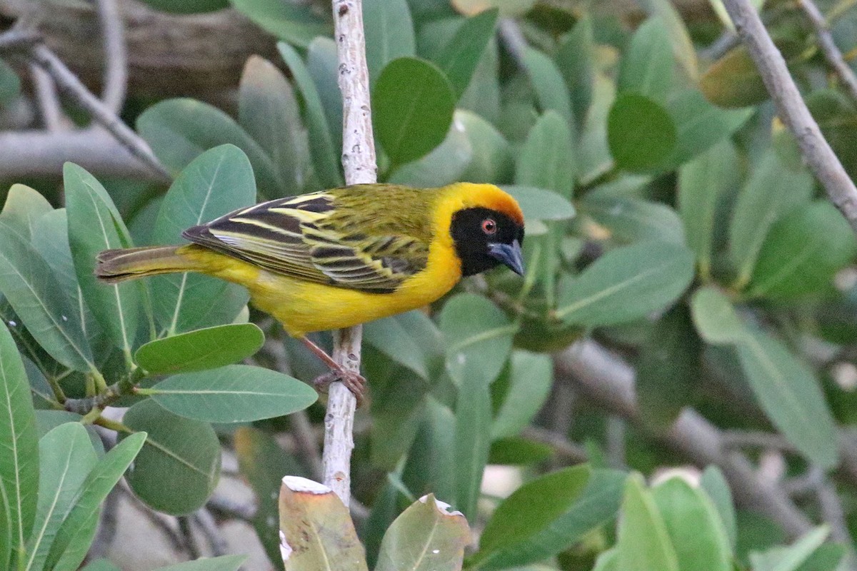 Southern Masked-Weaver - ML400772801