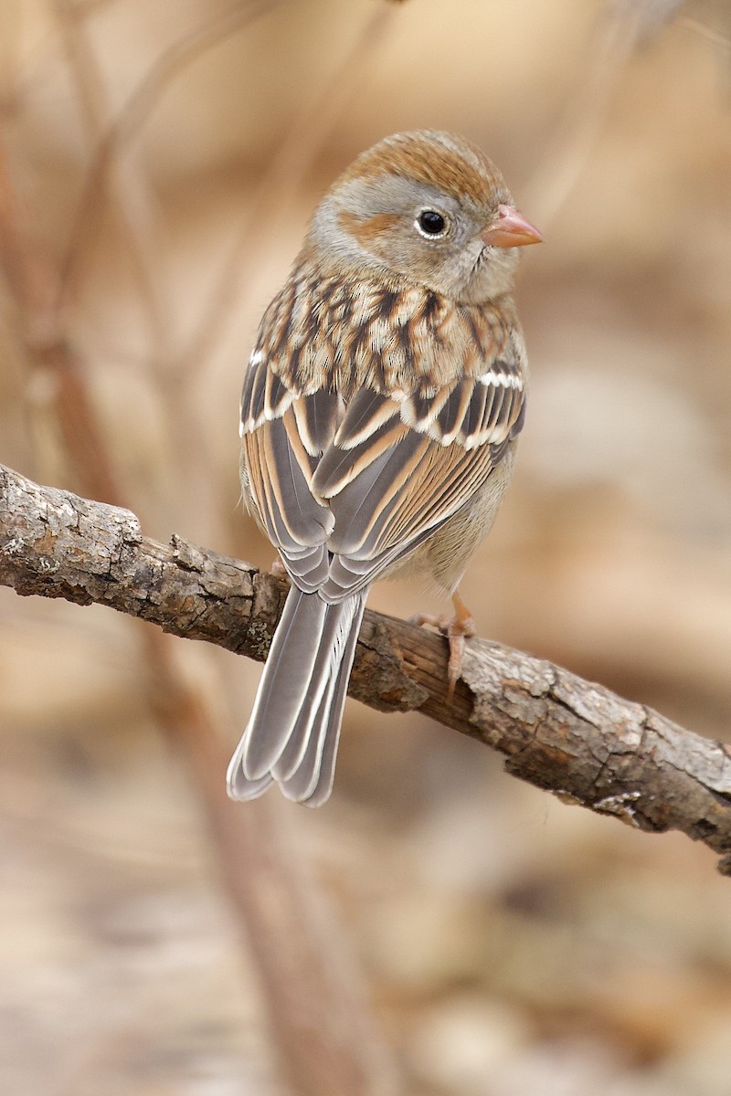 Field Sparrow - ML400772881