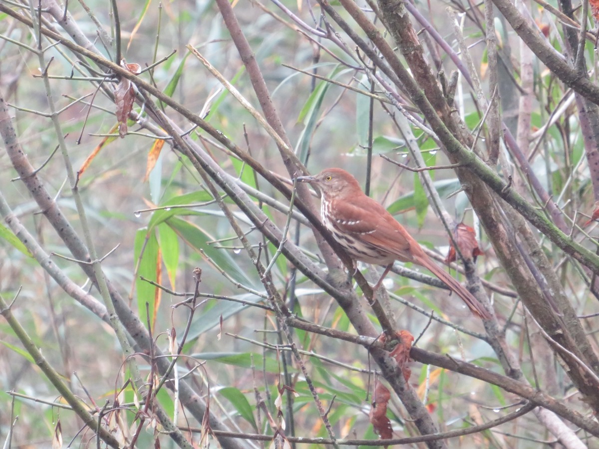 Brown Thrasher - ML400773001