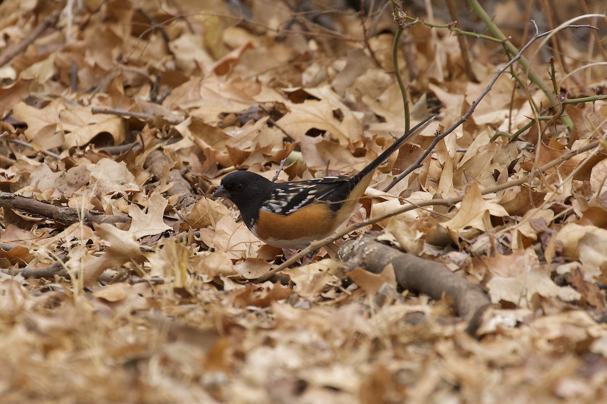 Spotted Towhee - ML400773221