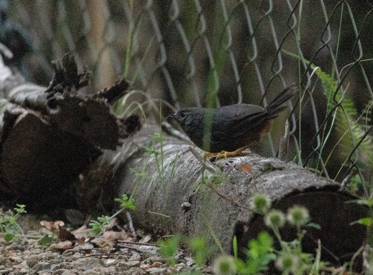 Ochre-flanked Tapaculo - ML400774061