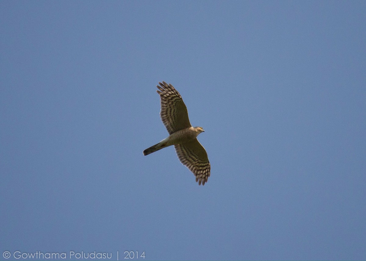 Eurasian Sparrowhawk - ML40077531