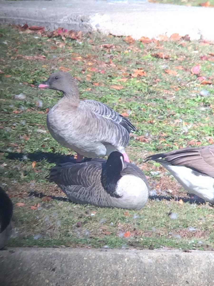 Pink-footed Goose - ML400775311