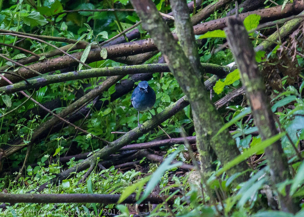 White-bellied Sholakili - Gowthama Poludasu