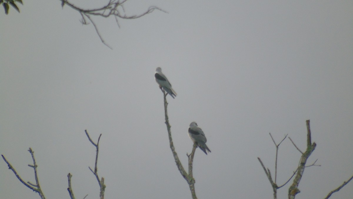 Swallow-tailed Kite - ML400776001