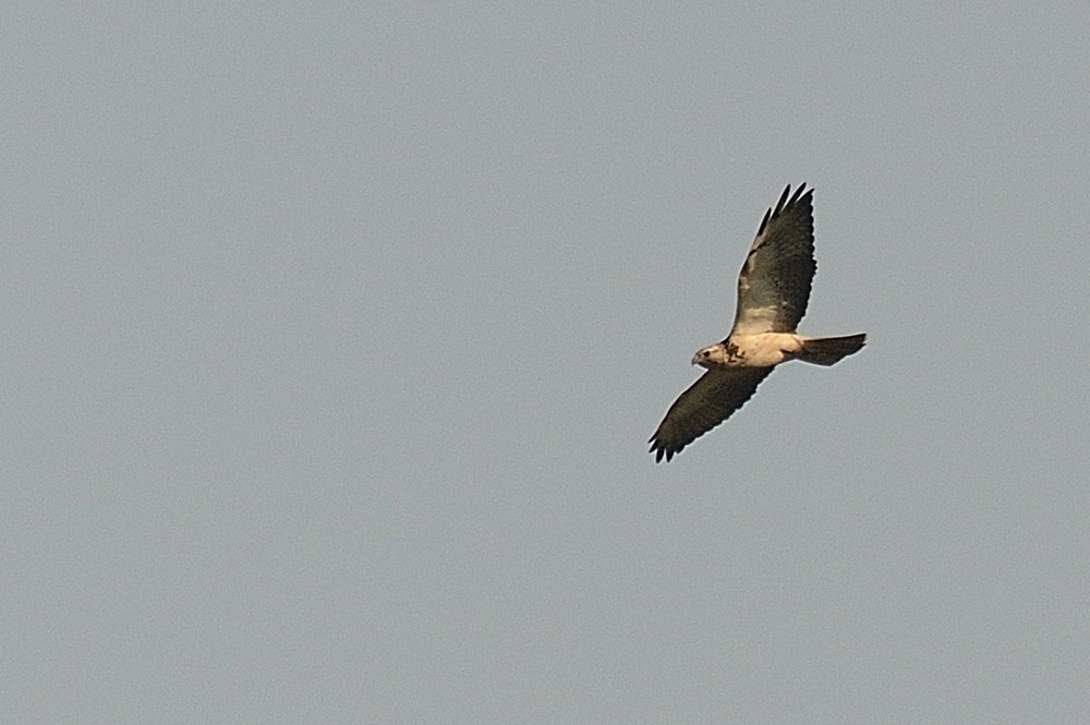 Swainson's Hawk - Aníbal Domaniczky  CON CONA Caracara