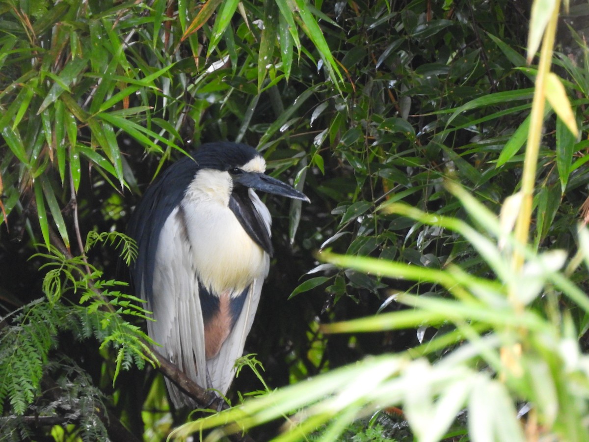 Boat-billed Heron - ML400776281