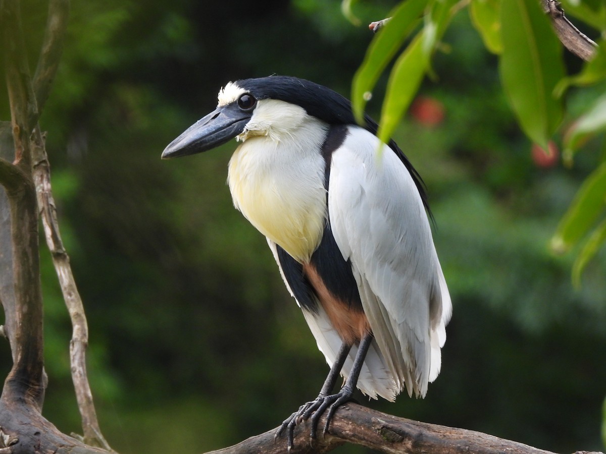 Boat-billed Heron - ML400776351