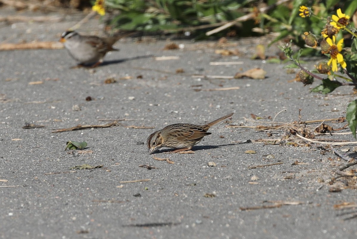 Lincoln's Sparrow - Kerry Ross