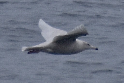 Glaucous Gull - ML400777121