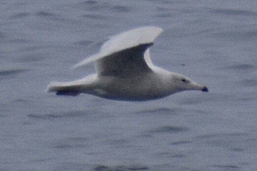 Glaucous Gull - ML400777131