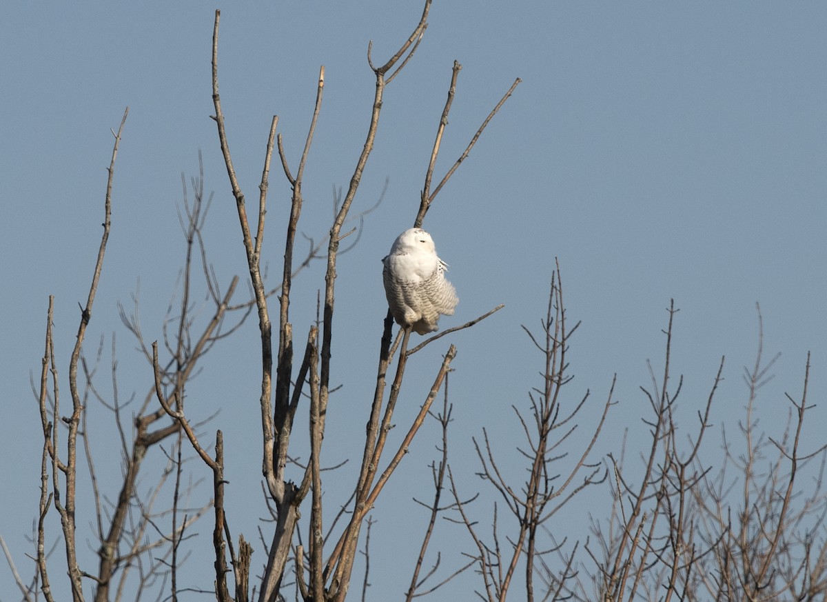 Harfang des neiges - ML400777351