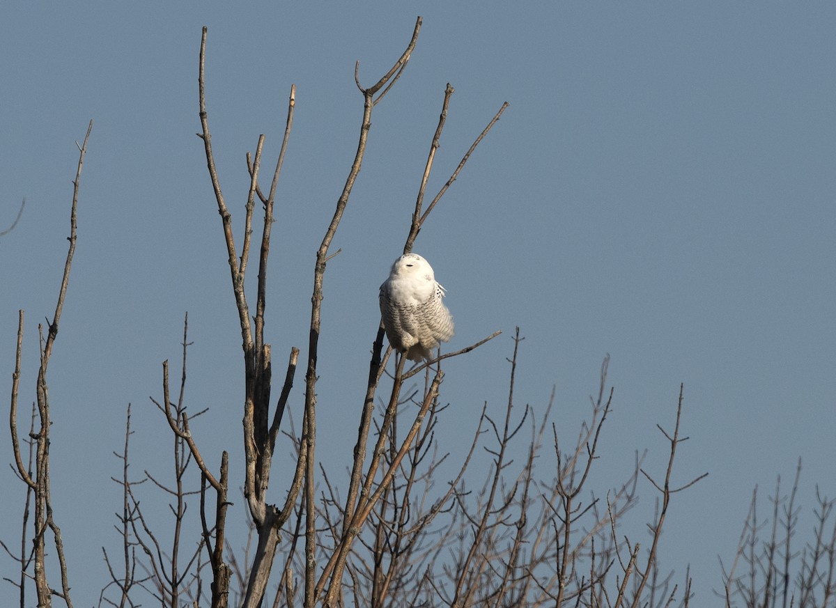 Harfang des neiges - ML400777361