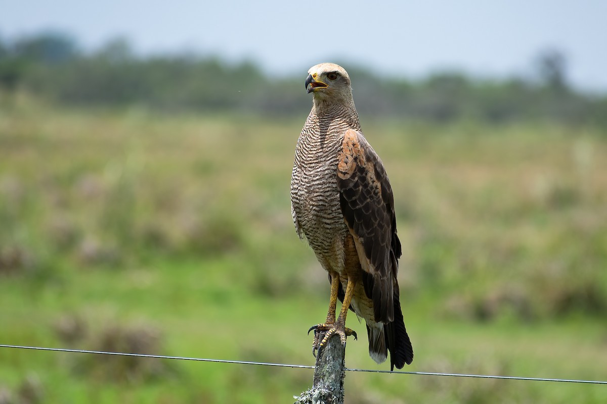 Savannenbussard - ML400778701