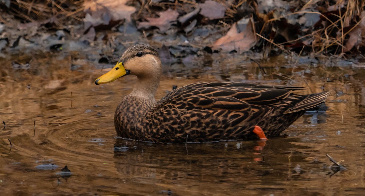 Mottled Duck - ML400779071