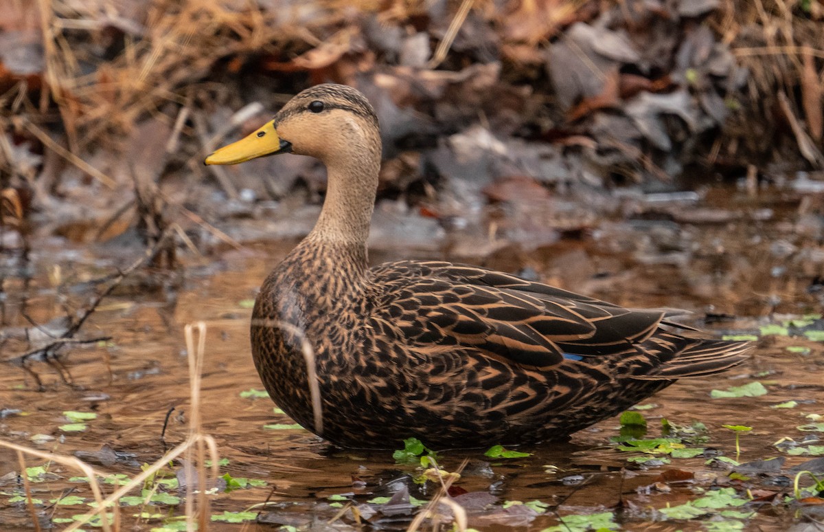 Mottled Duck - ML400779201