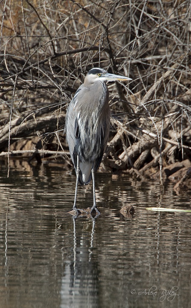 Great Blue Heron - ML400779701