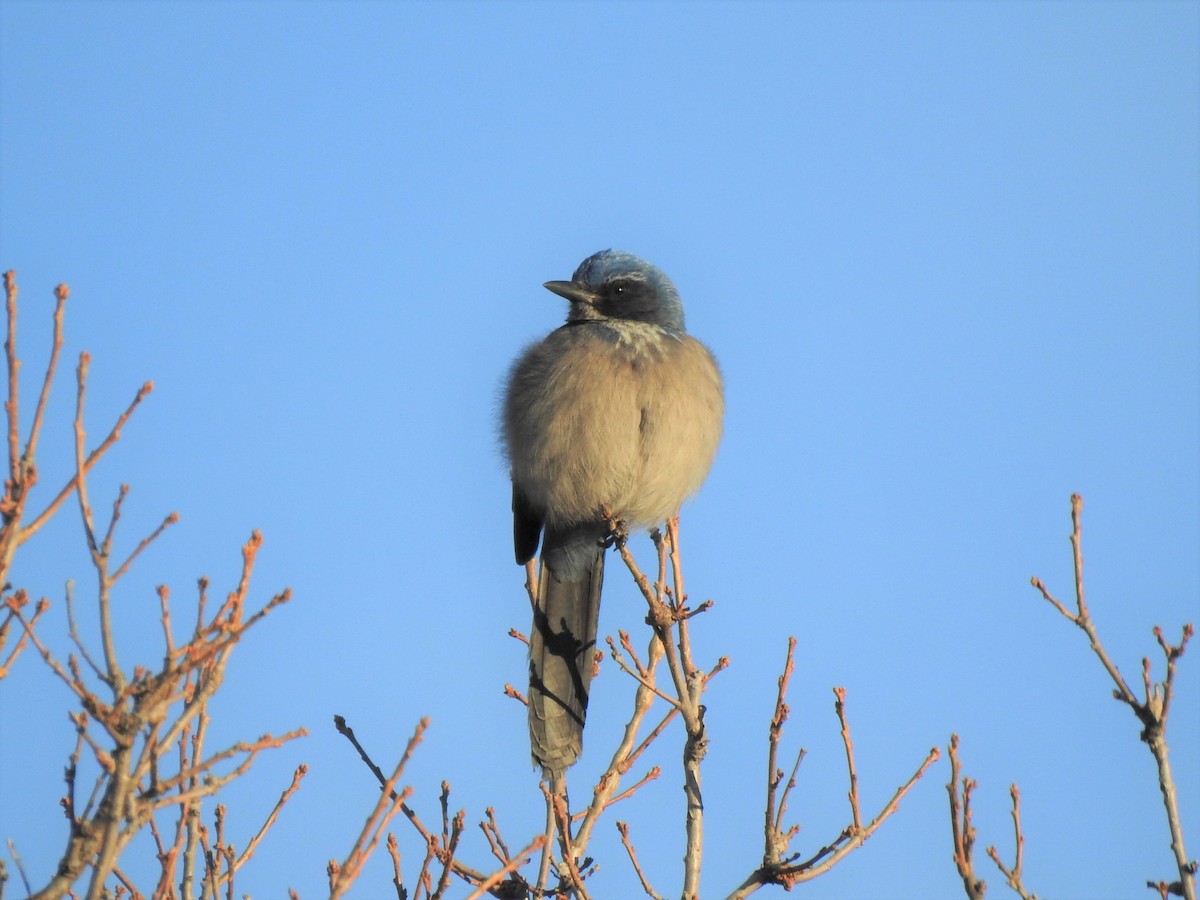 Woodhouse's Scrub-Jay - ML400781961