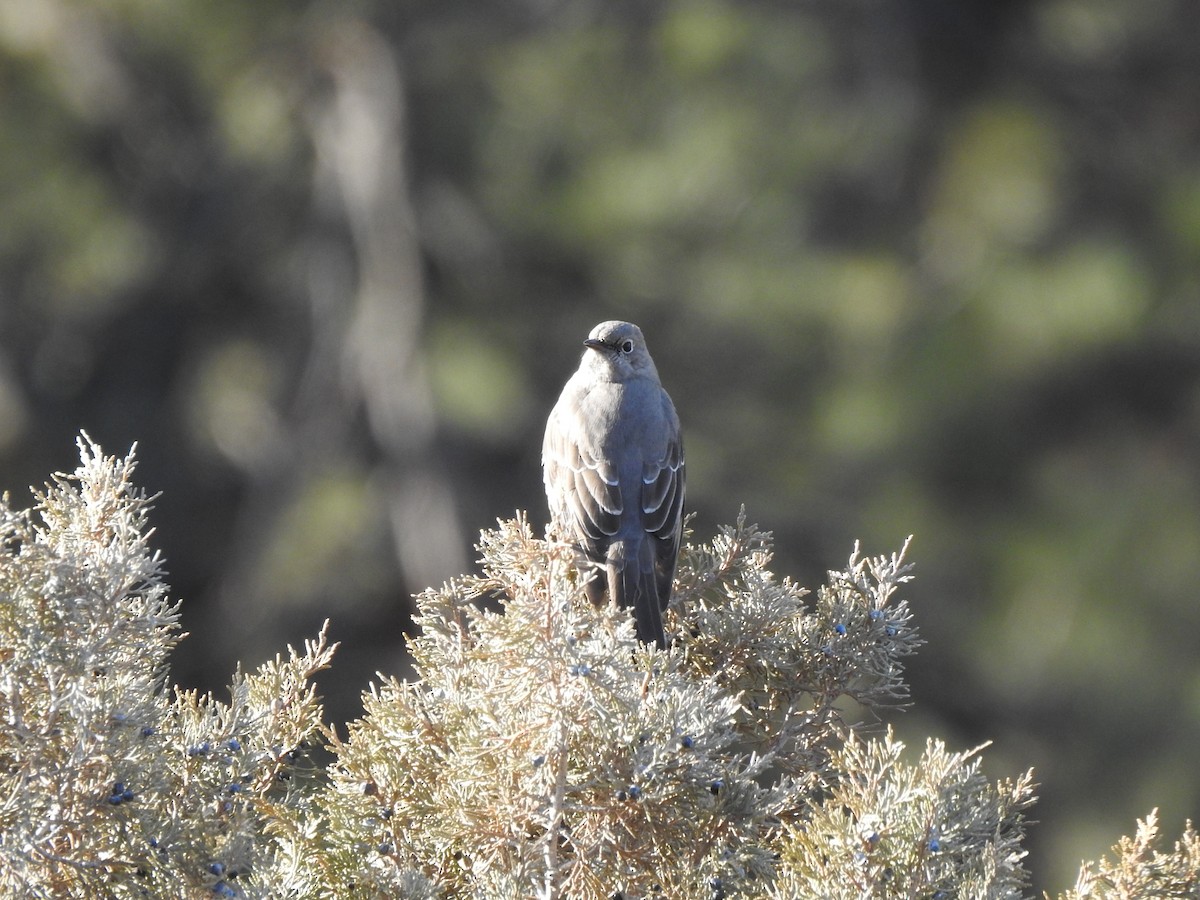 Townsend's Solitaire - ML400782151