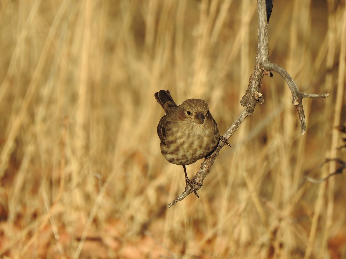 House Finch - ML400782241