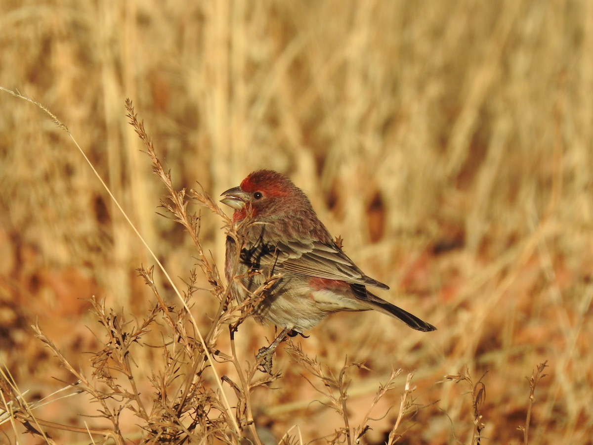 House Finch - ML400782301