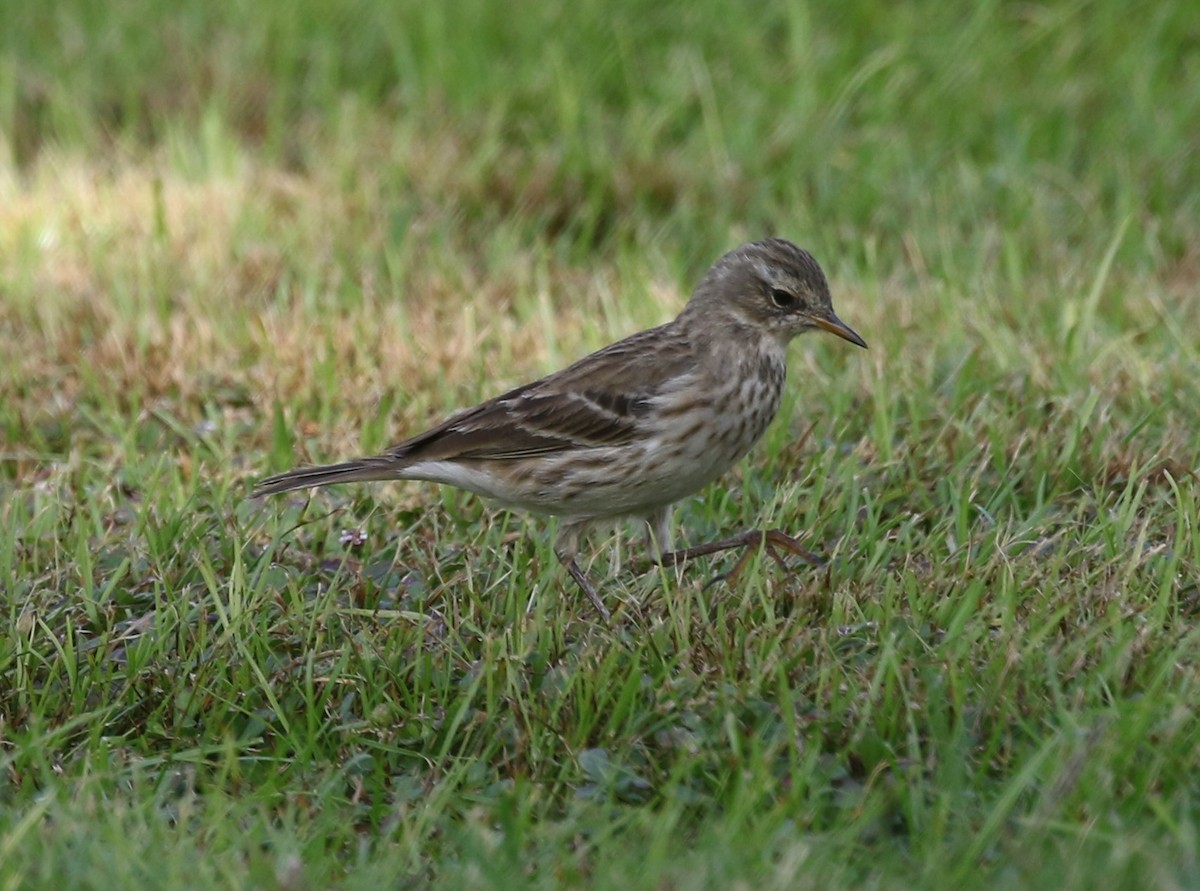 Water Pipit - ML400786321