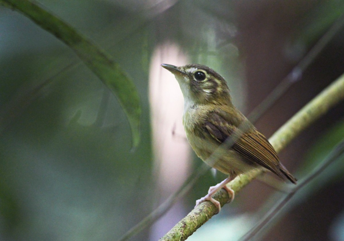 Stub-tailed Spadebill - ML40078731