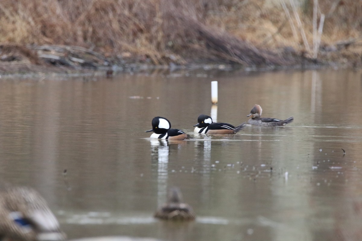 Hooded Merganser - ML400788441