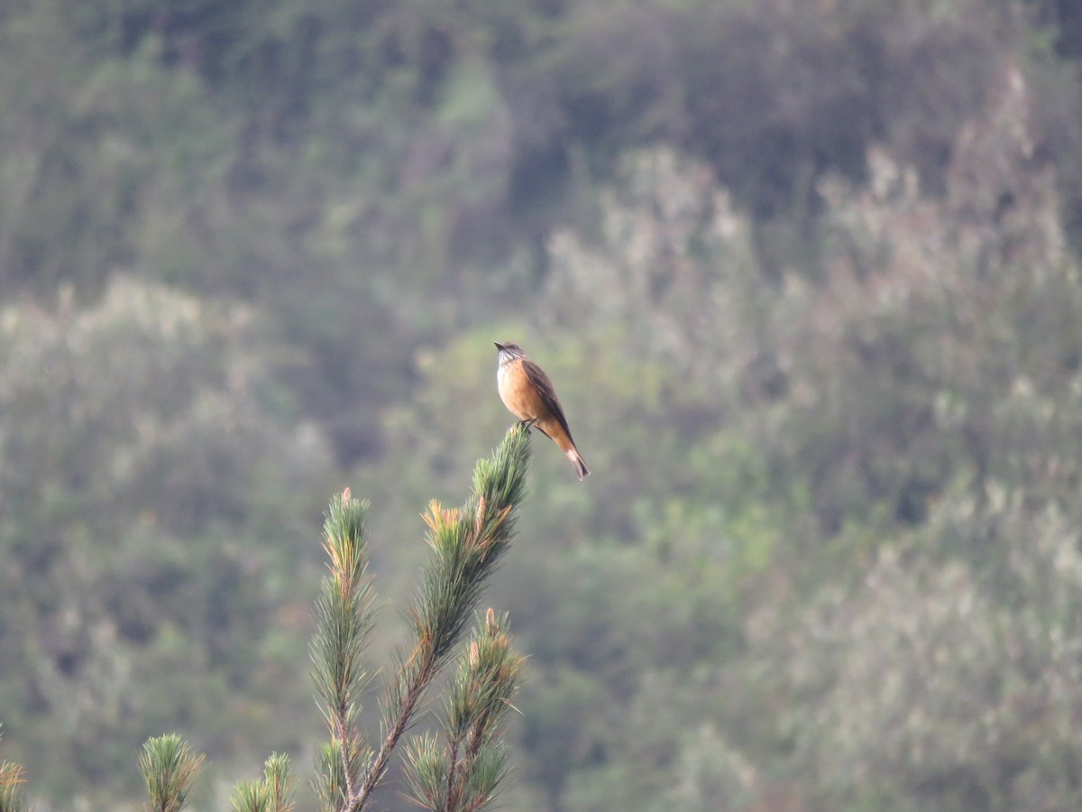 Streak-throated Bush-Tyrant - ML40078891