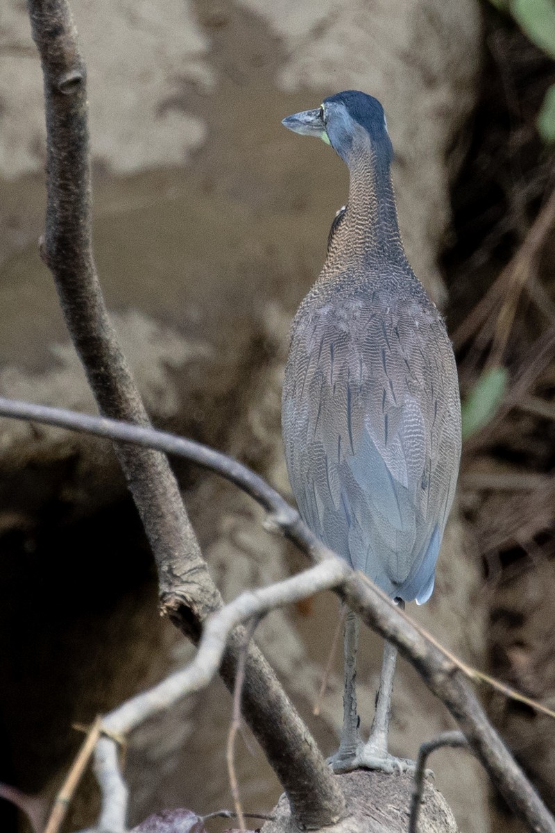 Bare-throated Tiger-Heron - Sue Wright