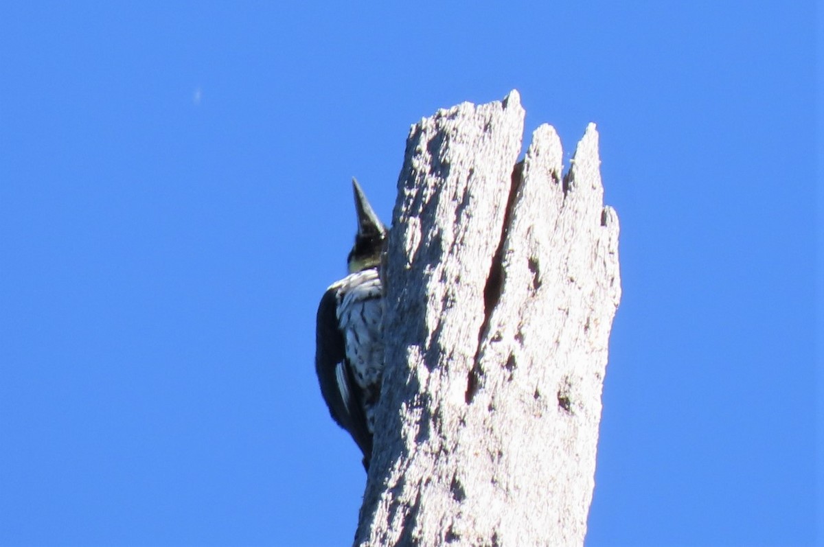 Acorn Woodpecker (Narrow-fronted) - ML400791571