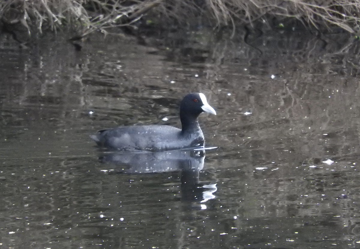 Eurasian Coot - Noam Markus