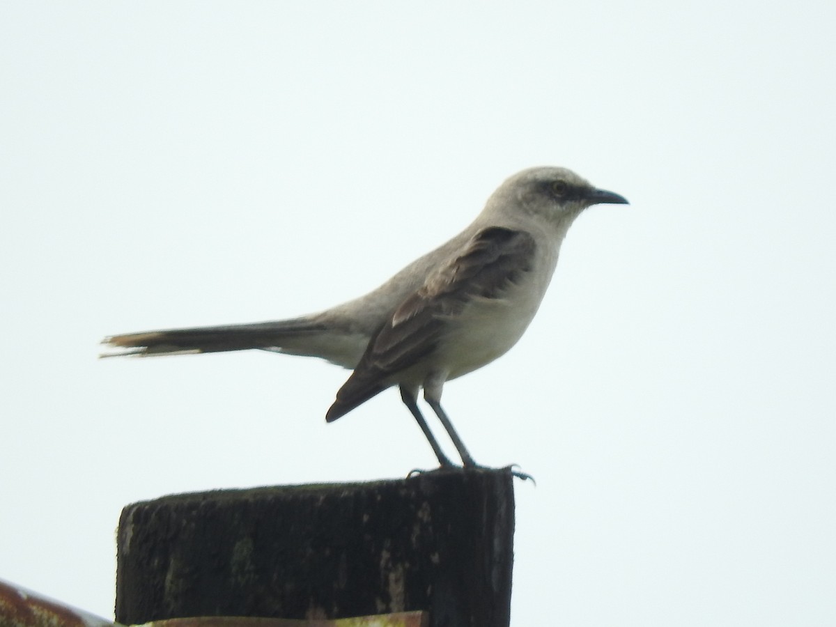 Tropical Mockingbird - ML400792531