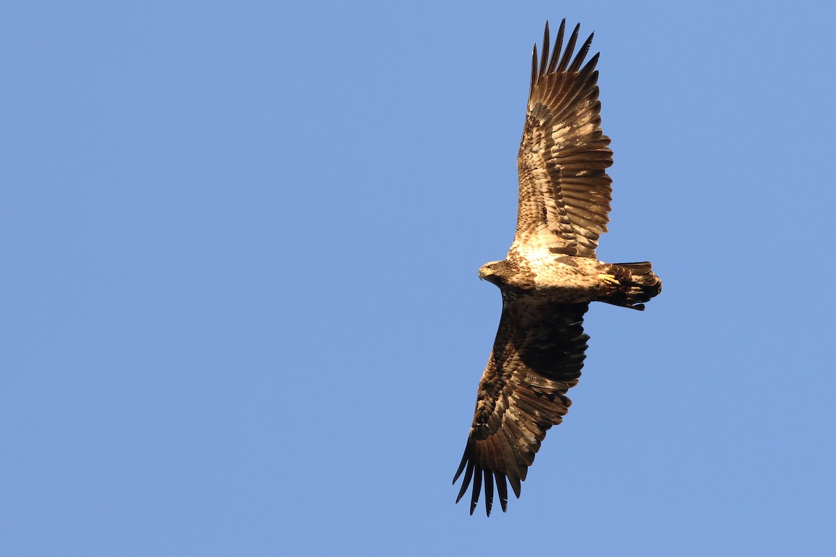 Bald Eagle - ML400793401