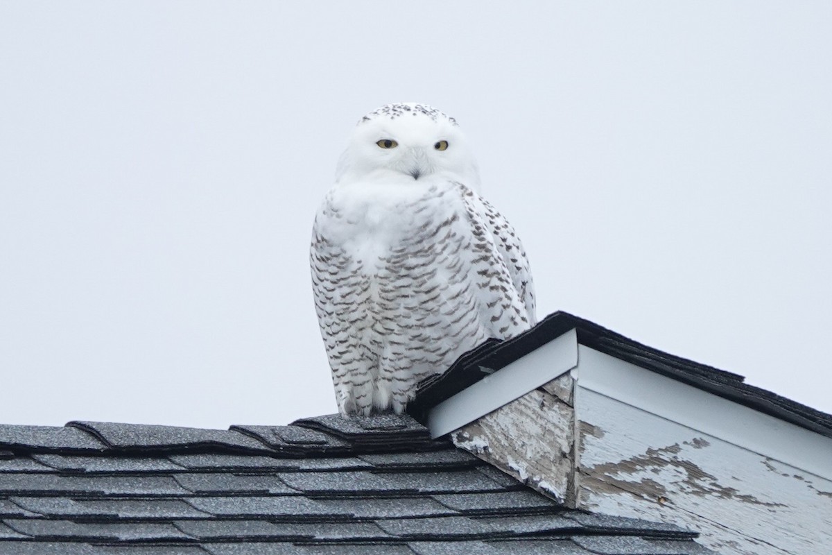 Snowy Owl - Christina Marks