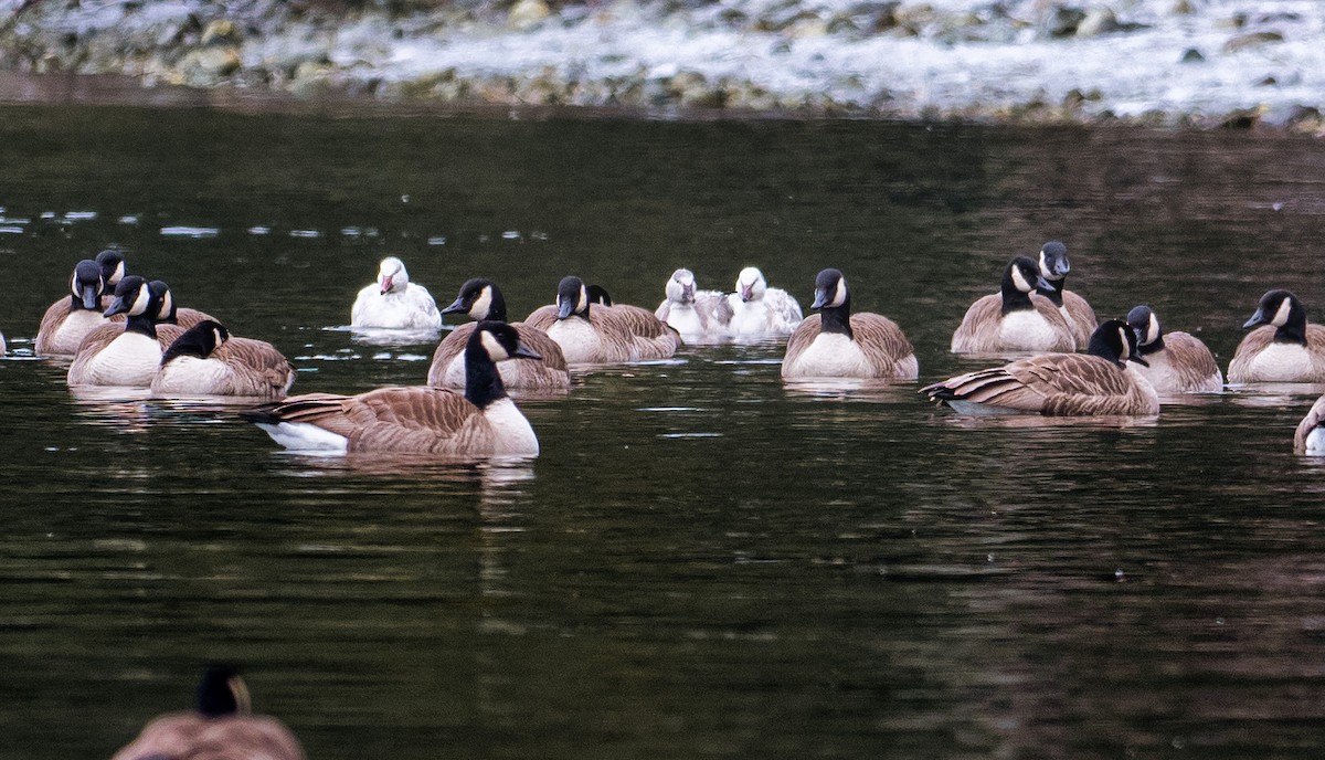 Snow Goose - ML400794351