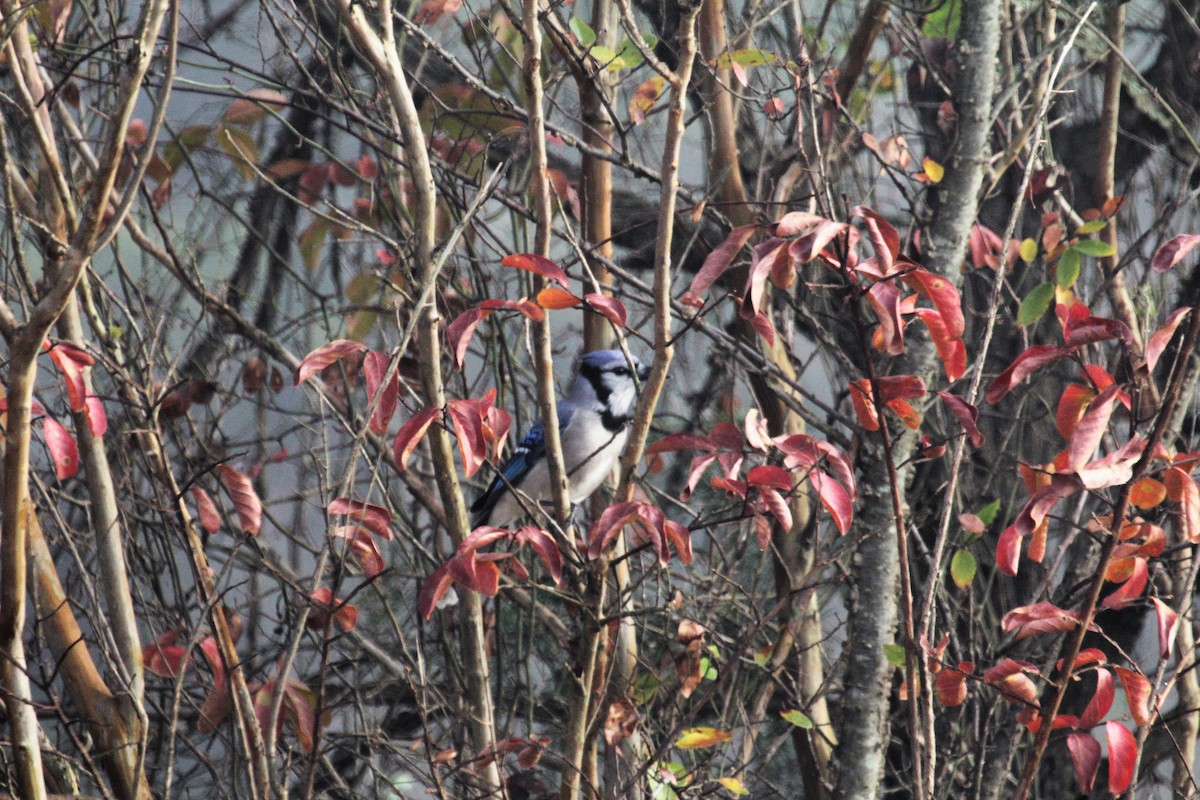 Blue Jay - ML40079451