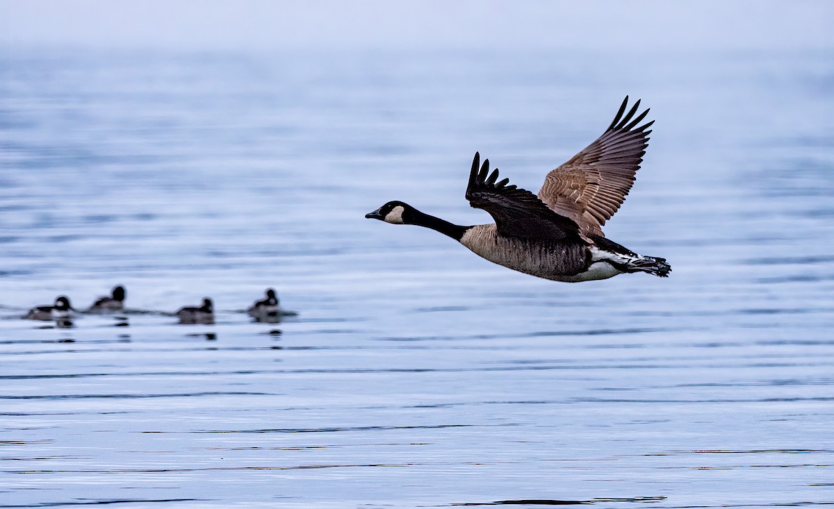 Canada Goose - ML400794571