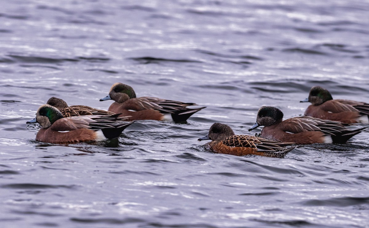 American Wigeon - ML400794691